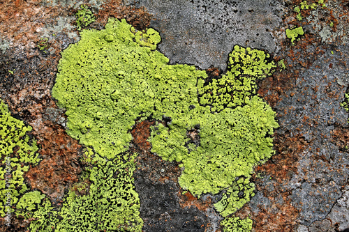 composizione astratta; licheni su porfido (in giallo Rhizocarpon geographicum) photo