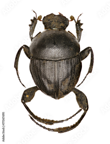 Bild auf Leinwand Dung Beetle Sisyphus on white Background  -   Sisyphus schaefferi (Linnaeus, 175