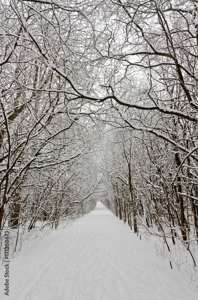 Trees covered by snow