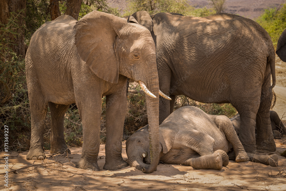 Naklejka premium Namibian Elephants, with calf in the desert