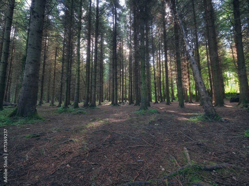summer forest morning,Northern Ireland summer forest morning,Northern Ireland