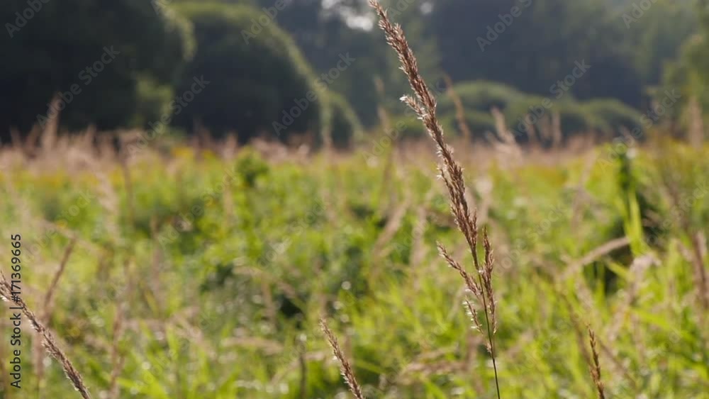 Field Of Green Grass Swaying Of Wind Slow Motion Field Of Green Grass Swaying Of Wind Slow Motion