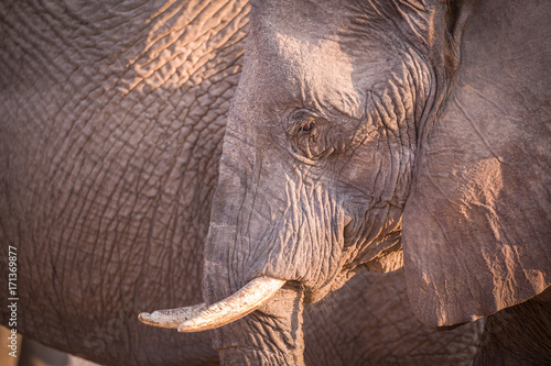 Elephants  Damaraland  Namibia