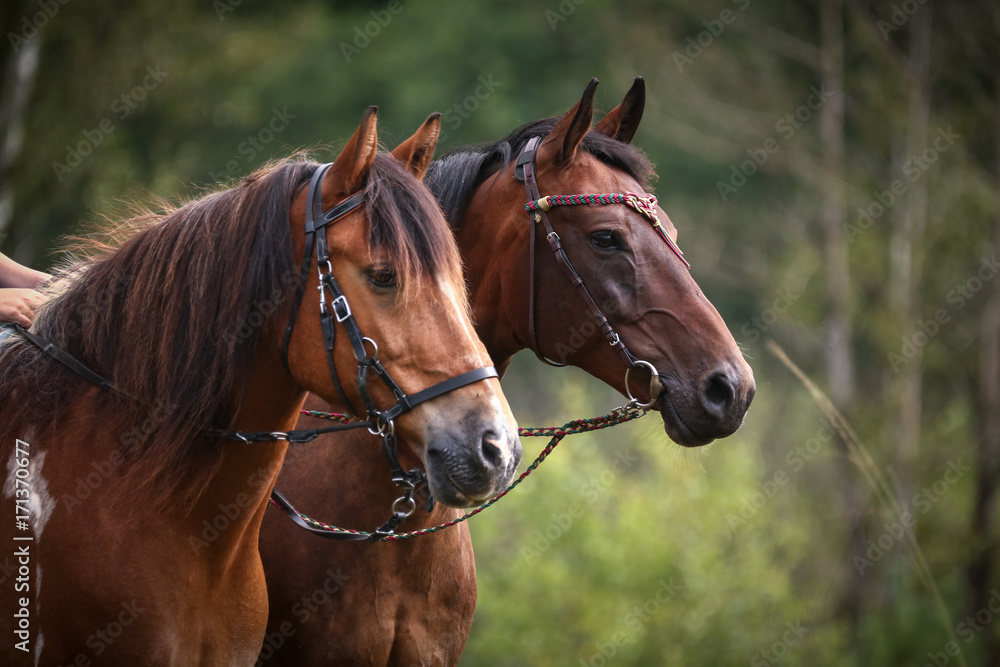 Frau mit Pferd in  der Heide