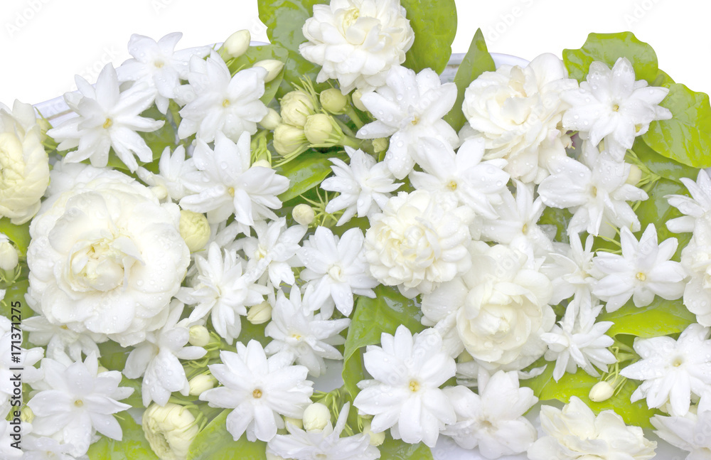 Fototapeta premium Jasmine flowers refreshing