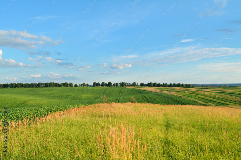 Colorful landscape in sunny day. Agriculture fields.