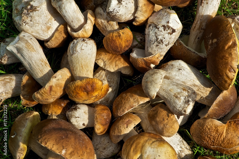Closeup picture of freshly picked Penny Bun (aka Cep or Porcini) mushrooms. Dirt visible on the stripe and some grass visible in the background. Boletus edulis. Closeup picture of freshly picked Penny Bun (aka Cep or Porcini) mushrooms. Dirt visible on the stripe and some grass visible in the background. Boletus edulis.
