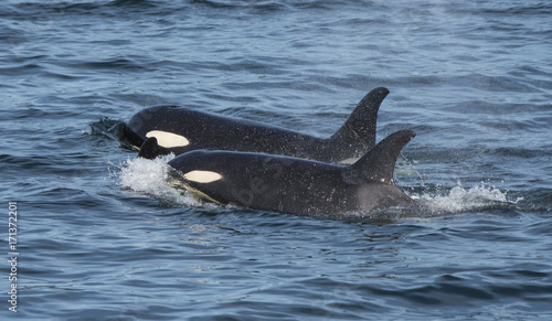 Orca Togetherness, Swimming in Tandem