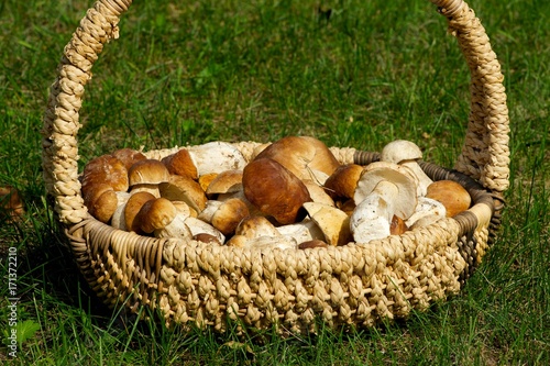 Freshly picked Penny Bun mushrooms (aka cep or porcini) in a wicker basket, standing on the green grass in sunlight. 