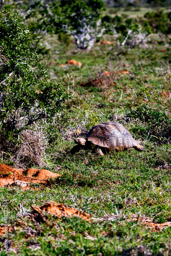 Tortoise walking towards the tree