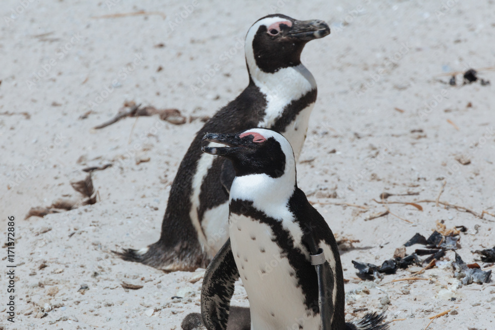 Obraz premium Boulders Penguin Colony, African Penguins in Boulders Beach, Cape Peninsula, South Africa