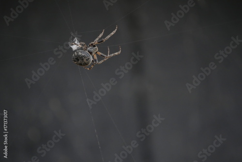 Closeup of big spider making it's web on Amager Fælled 2017