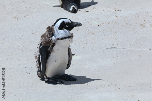 Fototapet Boulders Penguin Colony, African Penguins in Boulders Beach, Cape Peninsula, Sou