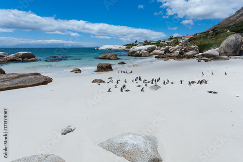 Boulders Penguin Colony, African Penguins in Boulders Beach, Cape Peninsula, South Africa