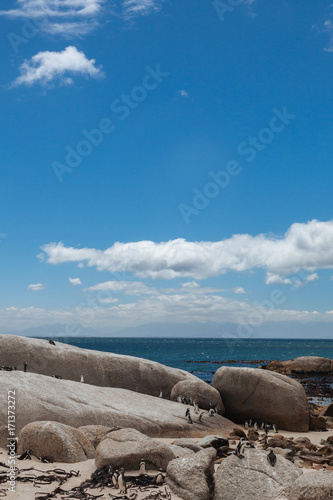 Boulders Penguin Colony, African Penguins in Boulders Beach, Cape Peninsula, South Africa