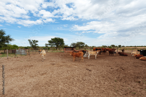 Cow in African desert.