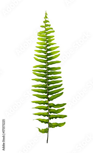 Boston fern leaves isolated on white background