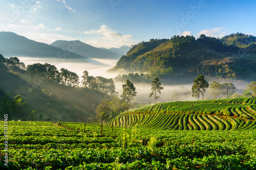 Misty morning sunrise in strawberry garden, View of Morning Mist at doi angkhang Mountain, Chiang Mai, Thailand photo