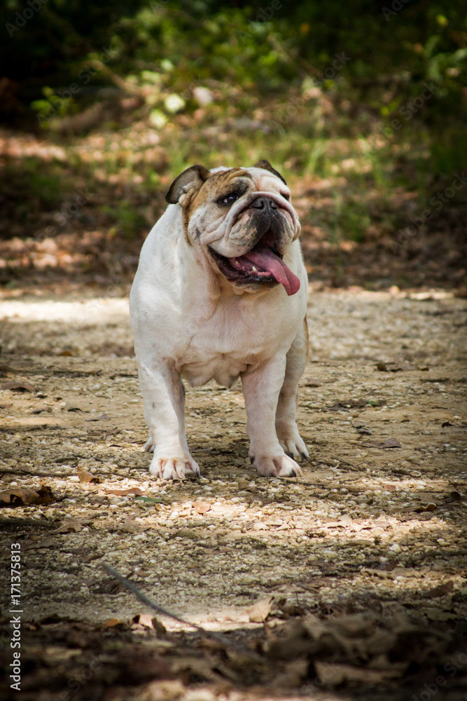 English Bulldog