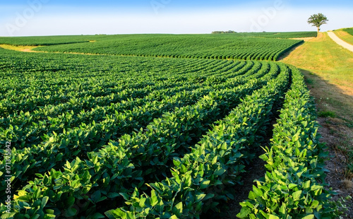 Fotografie Soybean field in Central Illinois