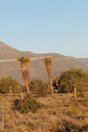 Northern Cape, South Africa, Desert photo