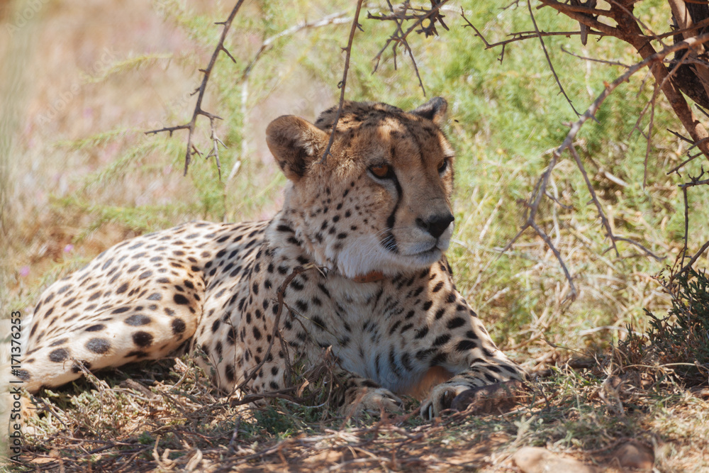 Naklejka premium Cheetah im Mature