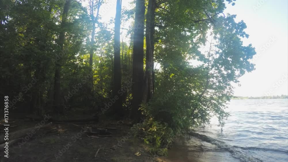 Sunny Summer trees in forest And Lake Timelapse Sunny Summer trees in forest And Lake Timelapse