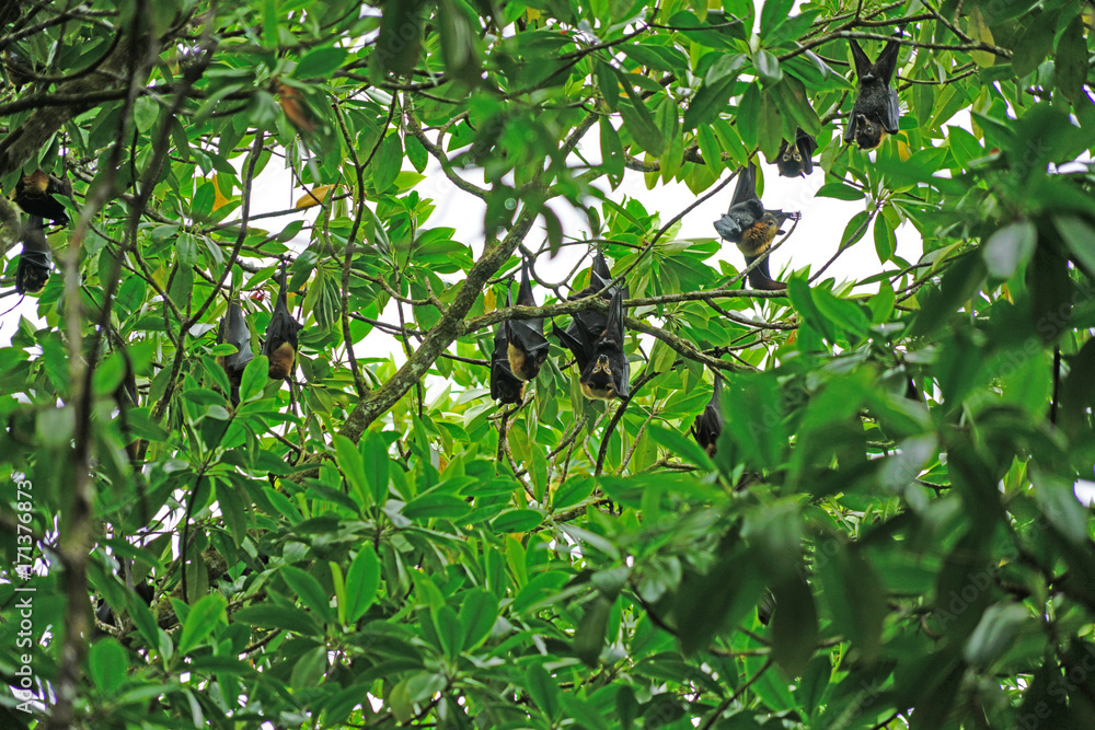 Bats hanging down from trees in the Daintree Rainforest in Far North Queensland, Australia Bats hanging down from trees in the Daintree Rainforest in Far North Queensland, Australia