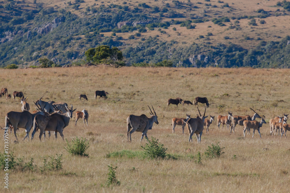 Fototapeta premium Springbok