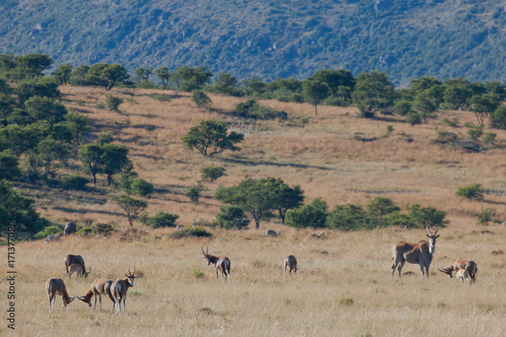 Springbok Springbok
