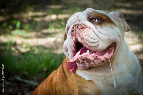 English Bulldog