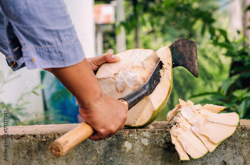 gardener hand peeling coconut with shelling  heavy chop knife for juice