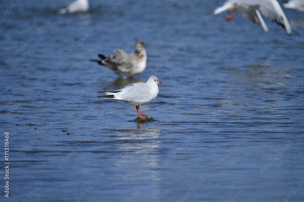 Fototapeta premium The sea bird