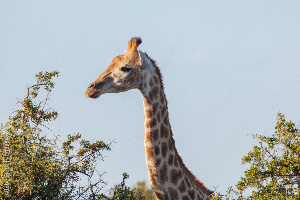 Obraz premium Giraffe