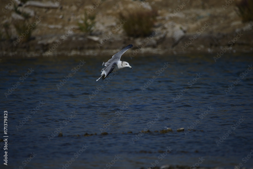 The sea bird The sea bird