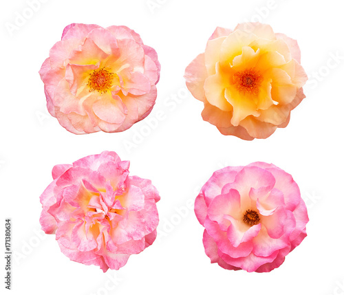 Beautiful collection of roses flowers isolated on white background © lana839