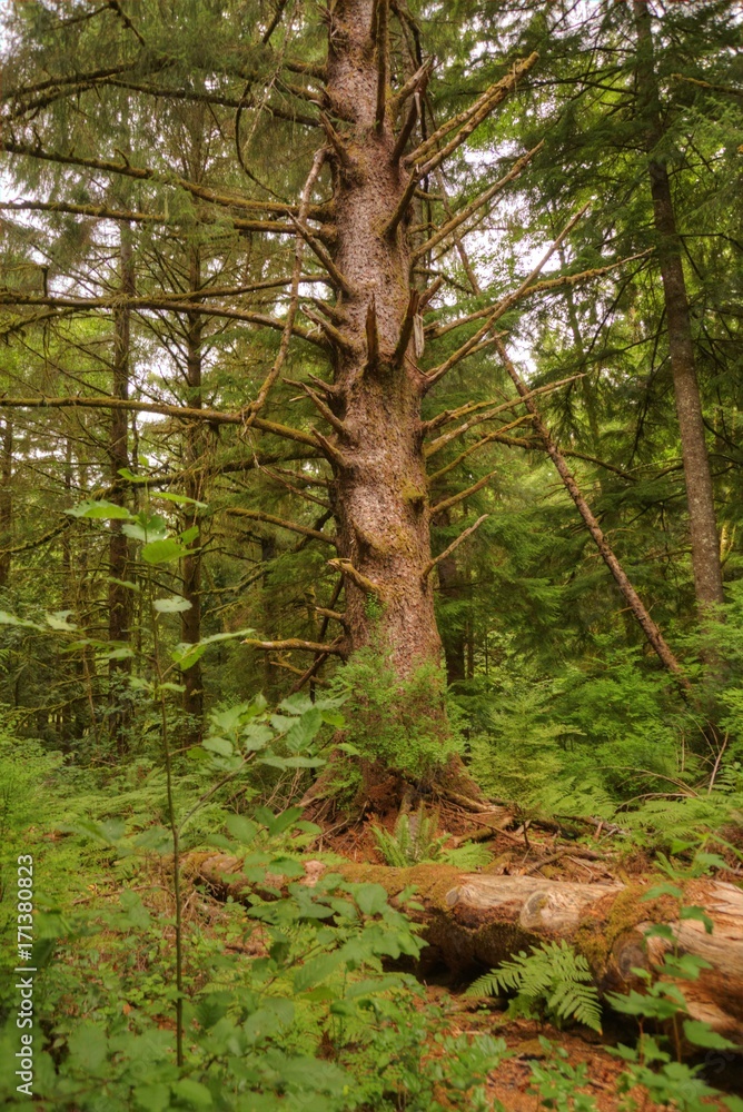 Old Growth Douglas Fir in the Cascades Rain Forest