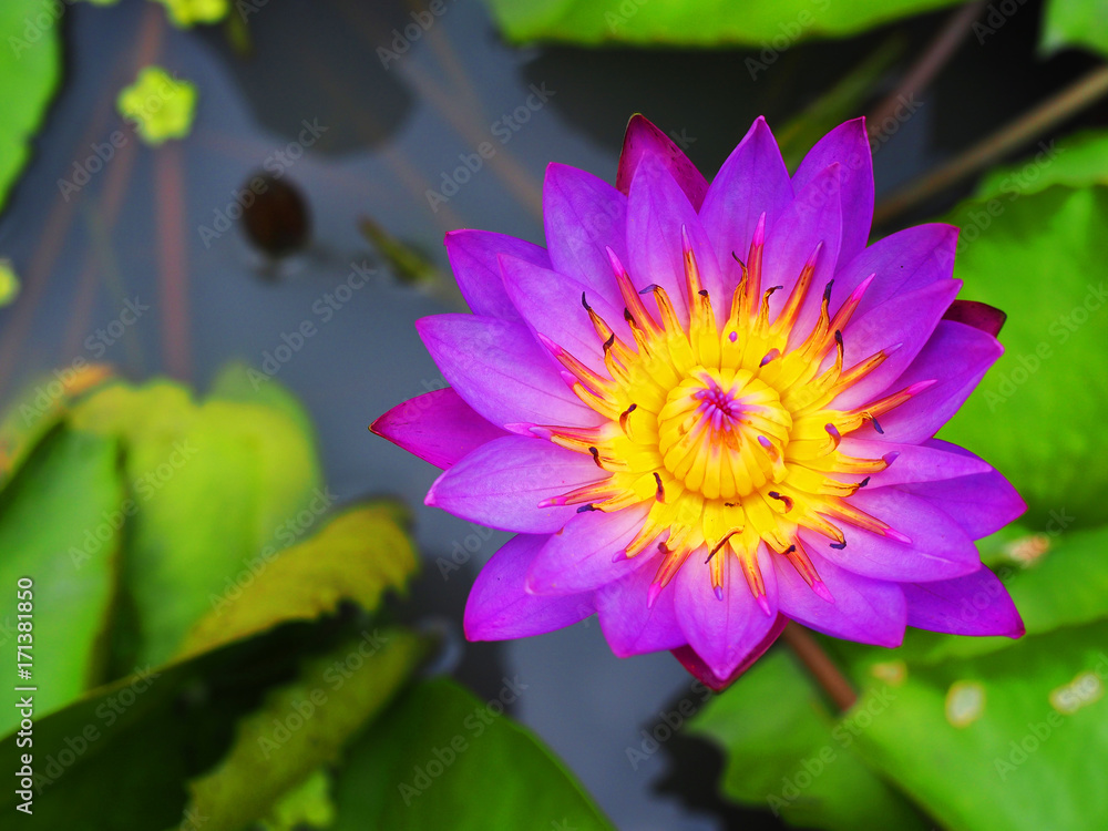 Large bright violet petal, yellow pollen water lily lotus flower, sprouting stem upward from red clay plant pot basin, round folded green leaf, reflection in sunny weather Large bright violet petal, yellow pollen water lily lotus flower, sprouting stem upward from red clay plant pot basin, round folded green leaf, reflection in sunny weather