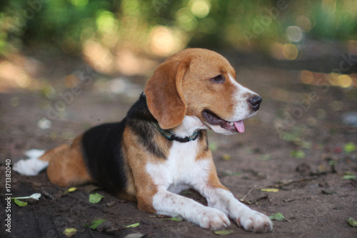 Portrait of a beagle dog outdoor.