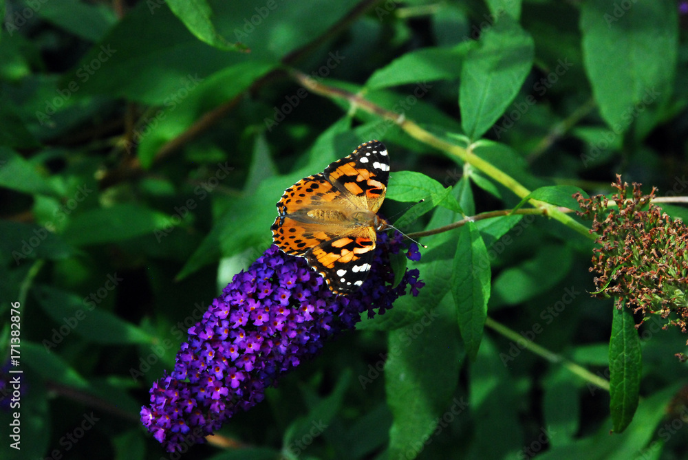 Obraz premium Butterfly