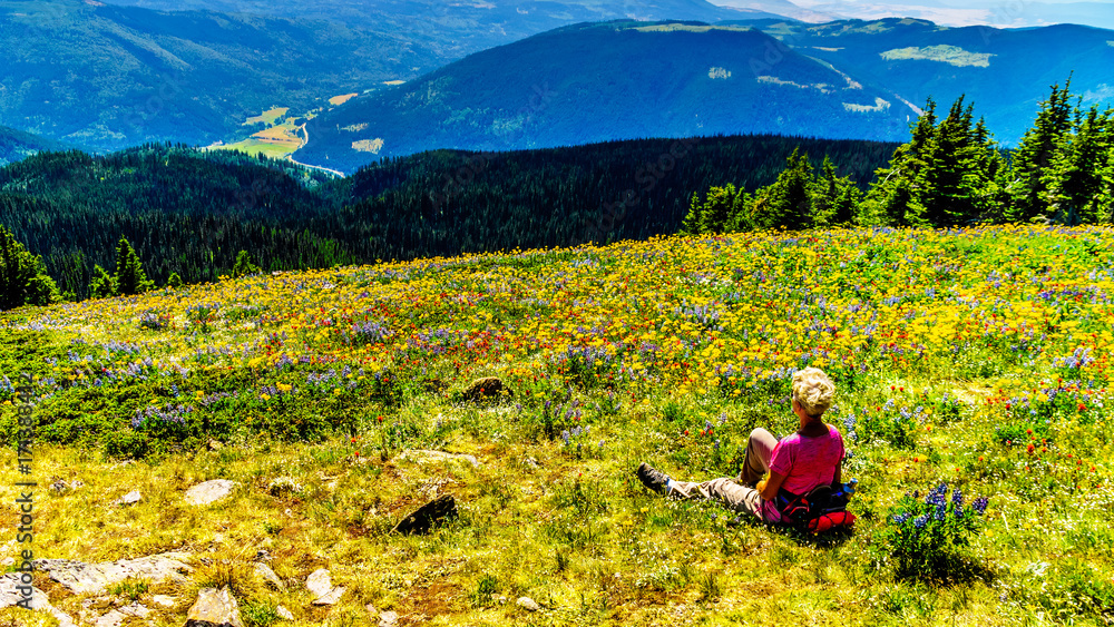 Senior woman sitting among the Wildflowers in the high alpine of the Shuswap Highlands in central British Columbia Canada