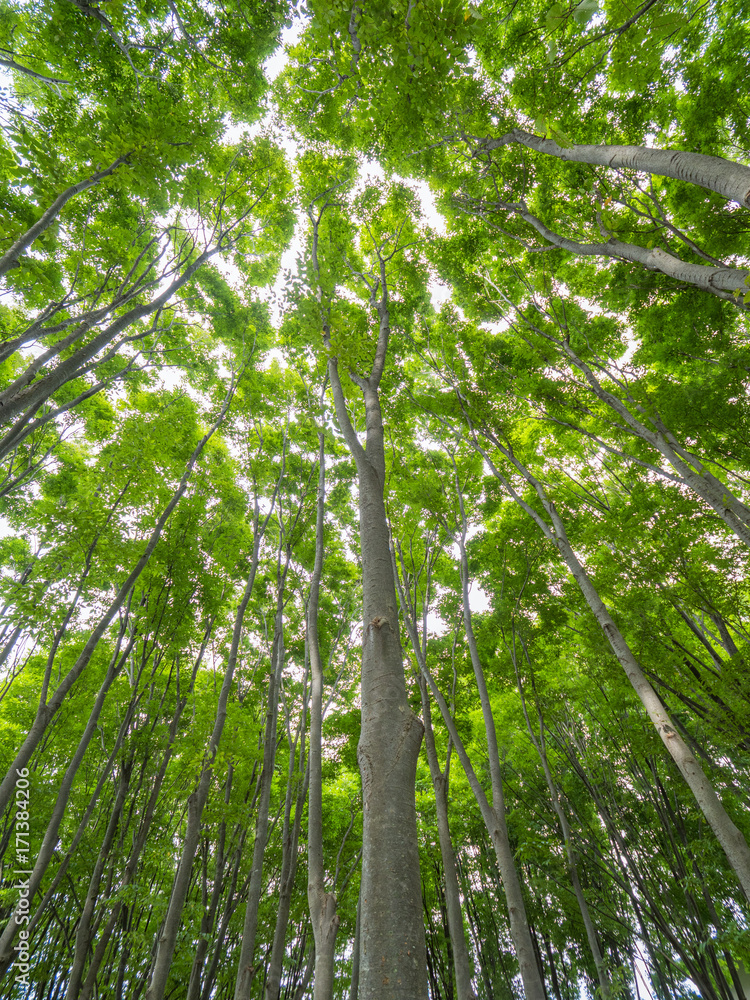 Naklejka premium ケヤキ林