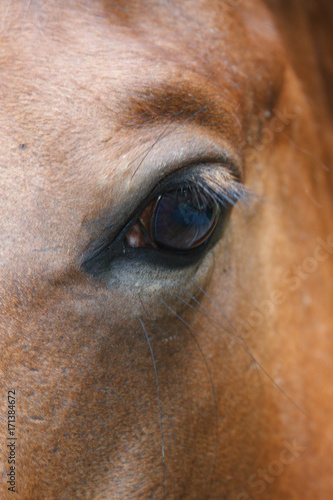Horse Eye Macro