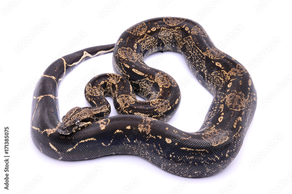 Boa constrictor imperator IMG Boa constrictor imperator IMG