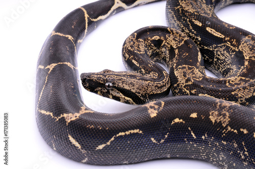 Boa constrictor imperator IMG