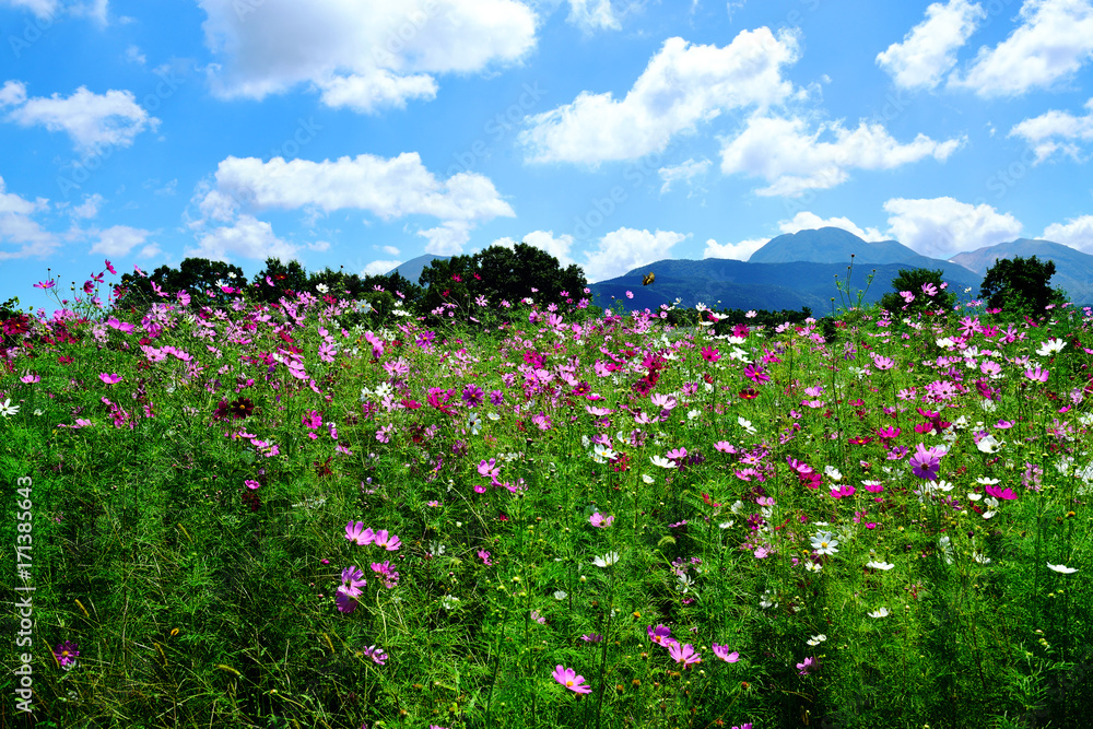飯田高原のコスモス