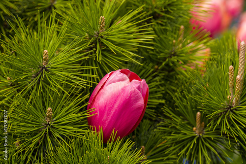 one pink spring tulip in a conifer surround