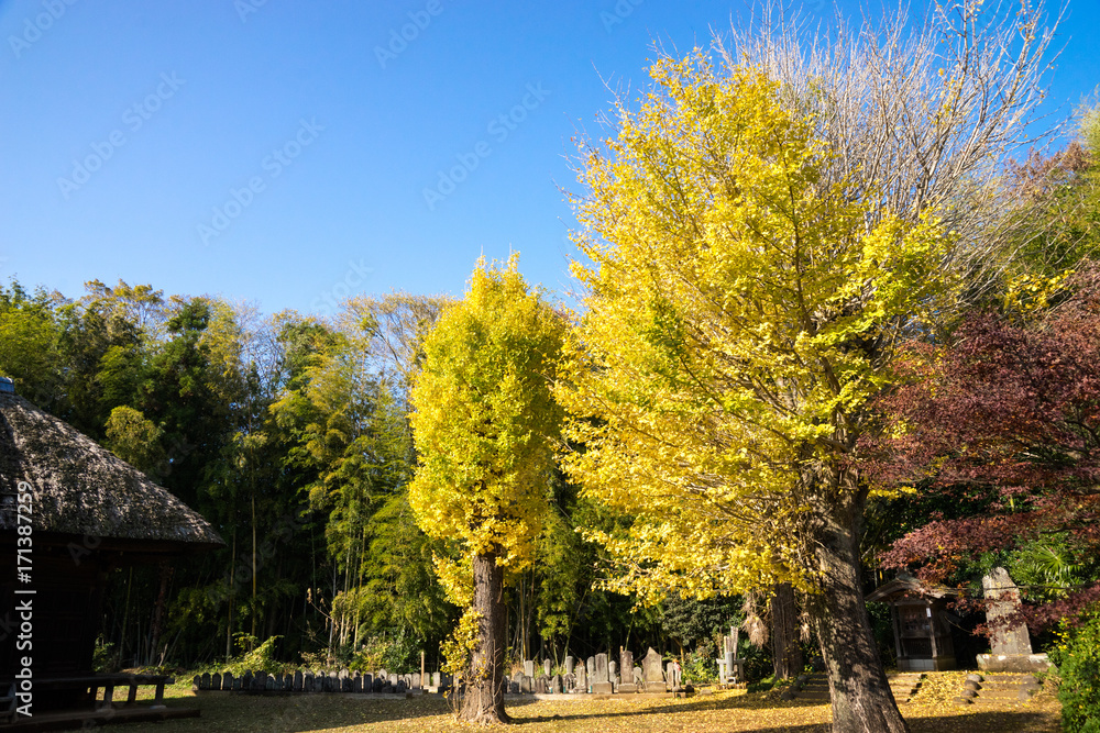 Naklejka premium 紅葉の秋