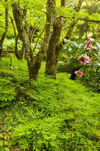 Fototapeta Naklejka Na Ścianę i Meble -  Lush ferns in spring garden
