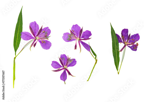 Pressed and dried delicate purple flowers willow-herb  epilobium   isolated